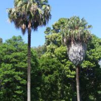 Cabbage tree palm (Livistona australis)
