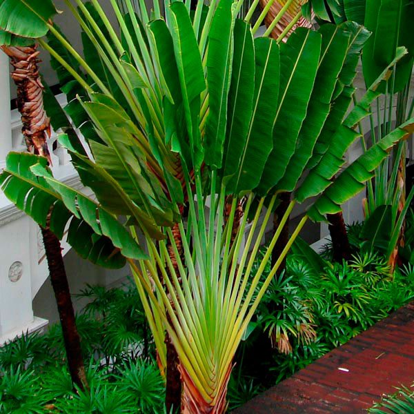 traveller palm in pot
