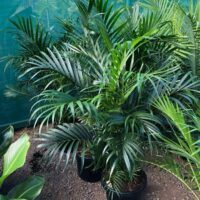 Cascade Palm (Chamaedorea atrovirens)