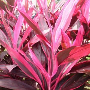 Vibrant red cordyline leaves