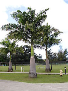 Cuban Royal Palm (Roystonea regia) - True Green Nursery